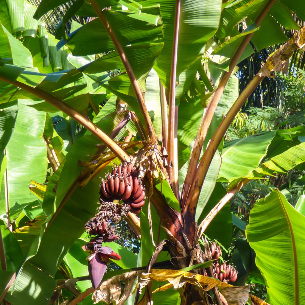 Plátano malayo Red Dacca