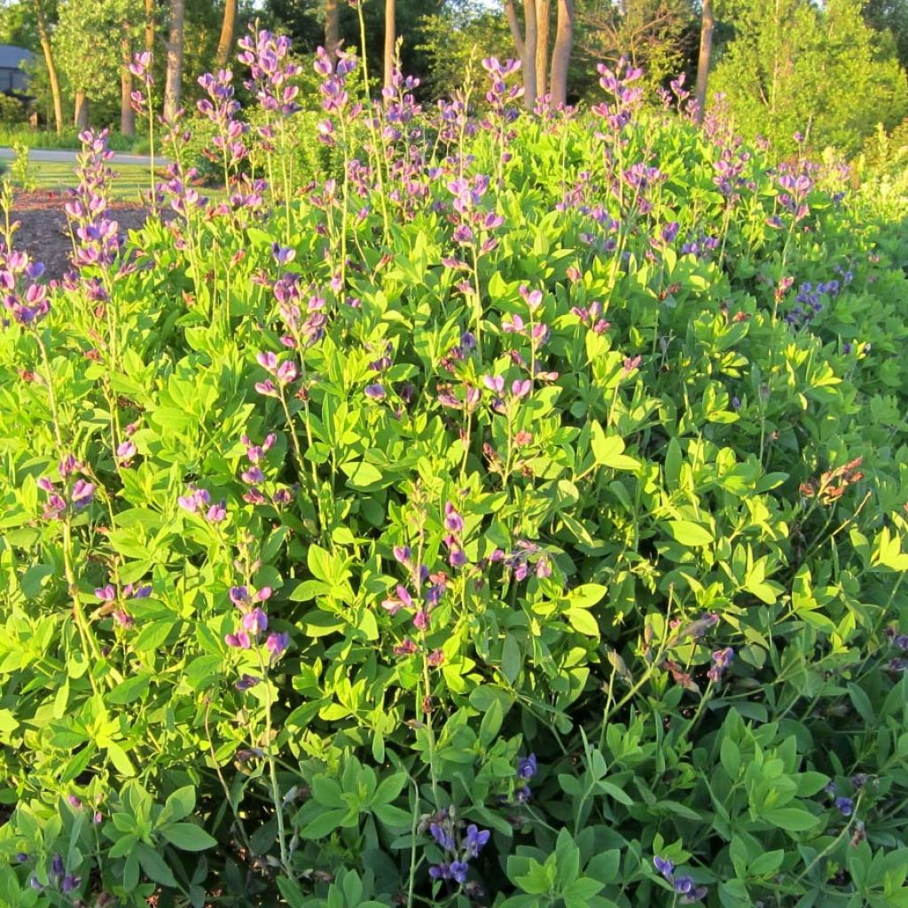 Baptisia Blueberry Sundae - Faux-indigo