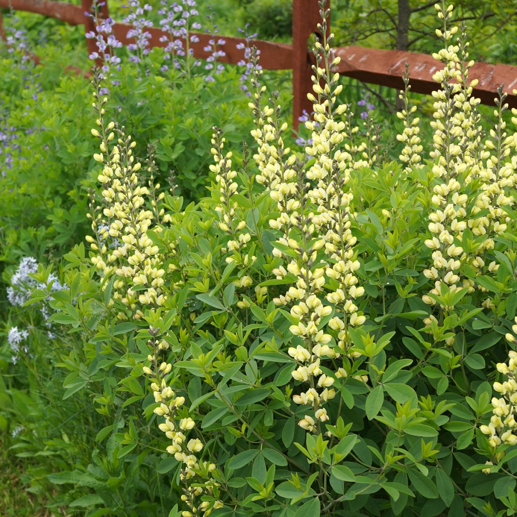 Baptisia Carolina Moonlight