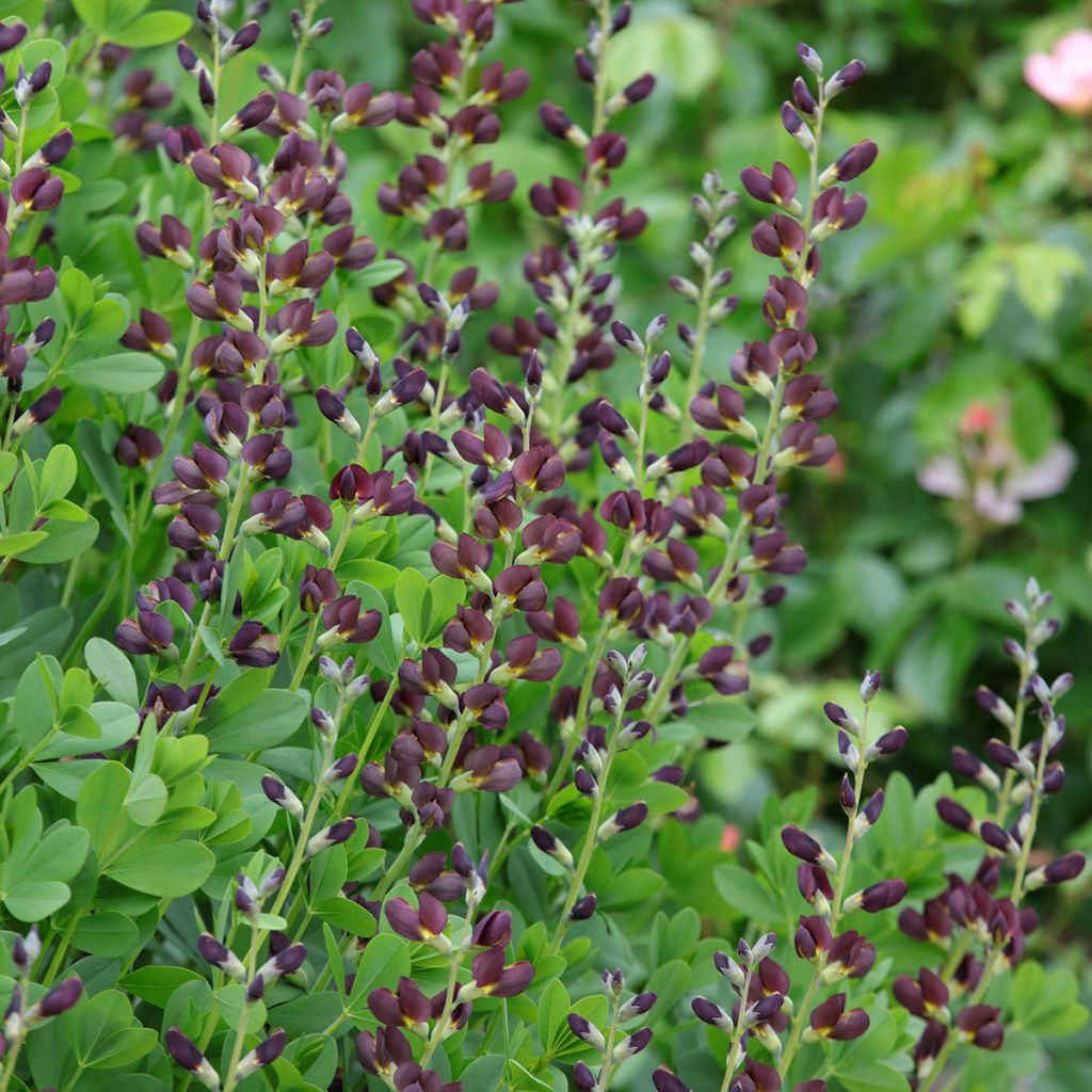 Baptisia Decadence Dutch Chocolate