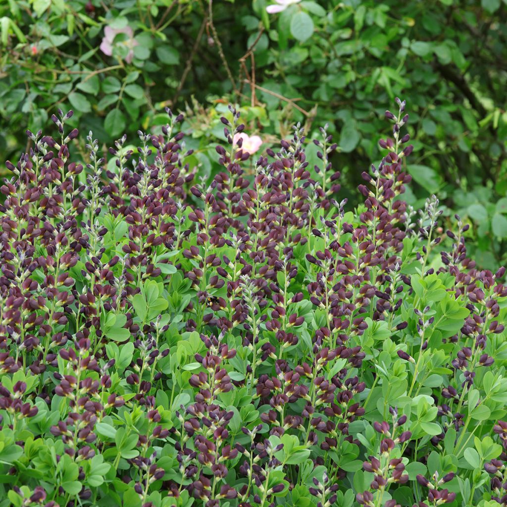 Baptisia Decadence Dutch Chocolate