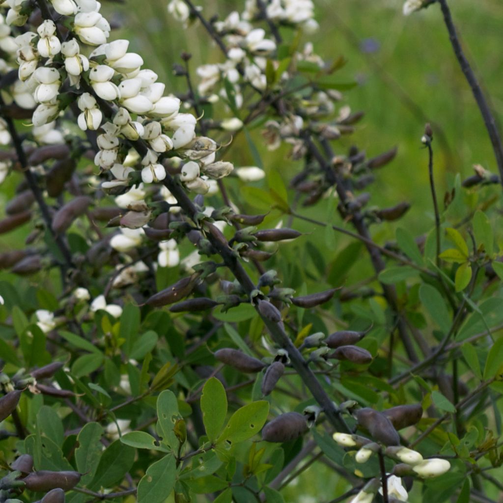 Baptisia alba var macrophylla, Faux Lupin