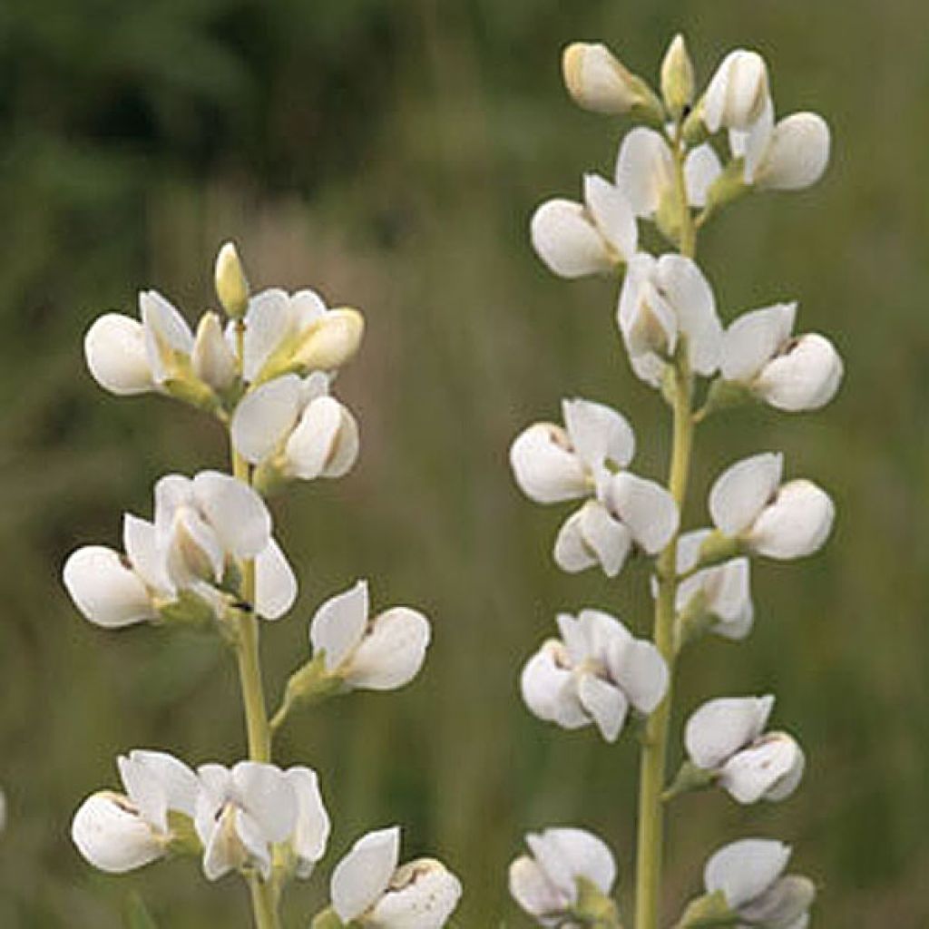 Lupin indigo - Baptisia australis Alba