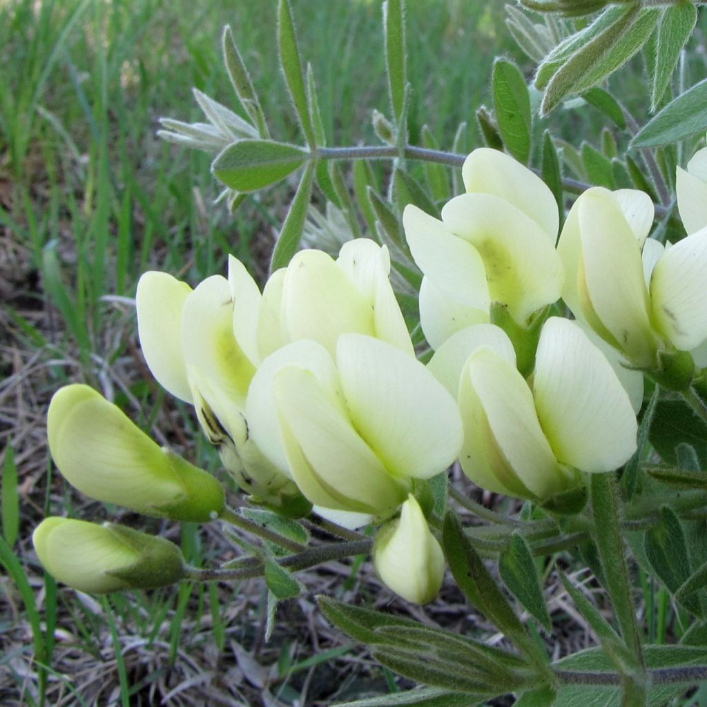 Baptisia bracteata, Faux Lupin