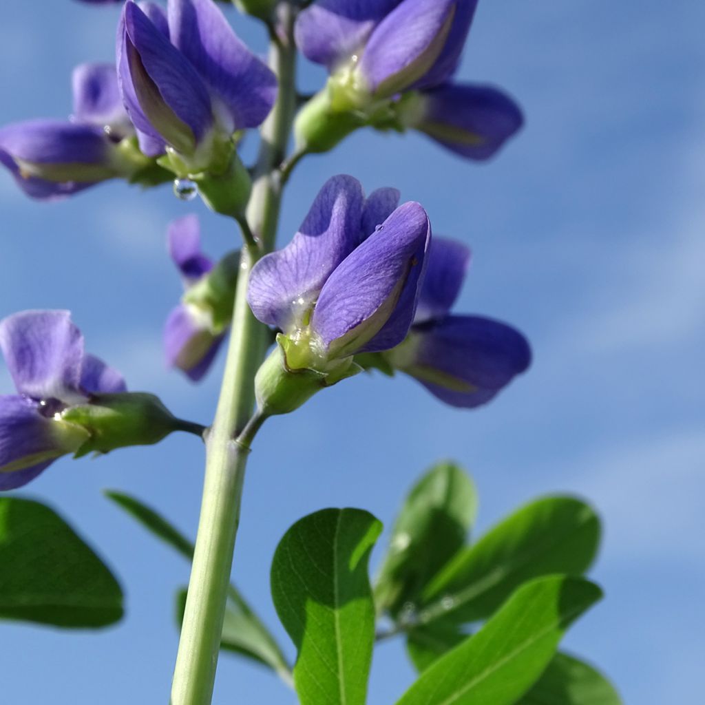 Baptisia Indigo Spires - Lupin indigo