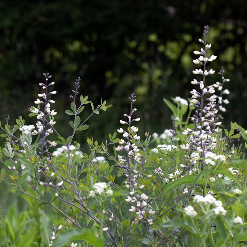 Baptisia alba - Falso índigo blanco