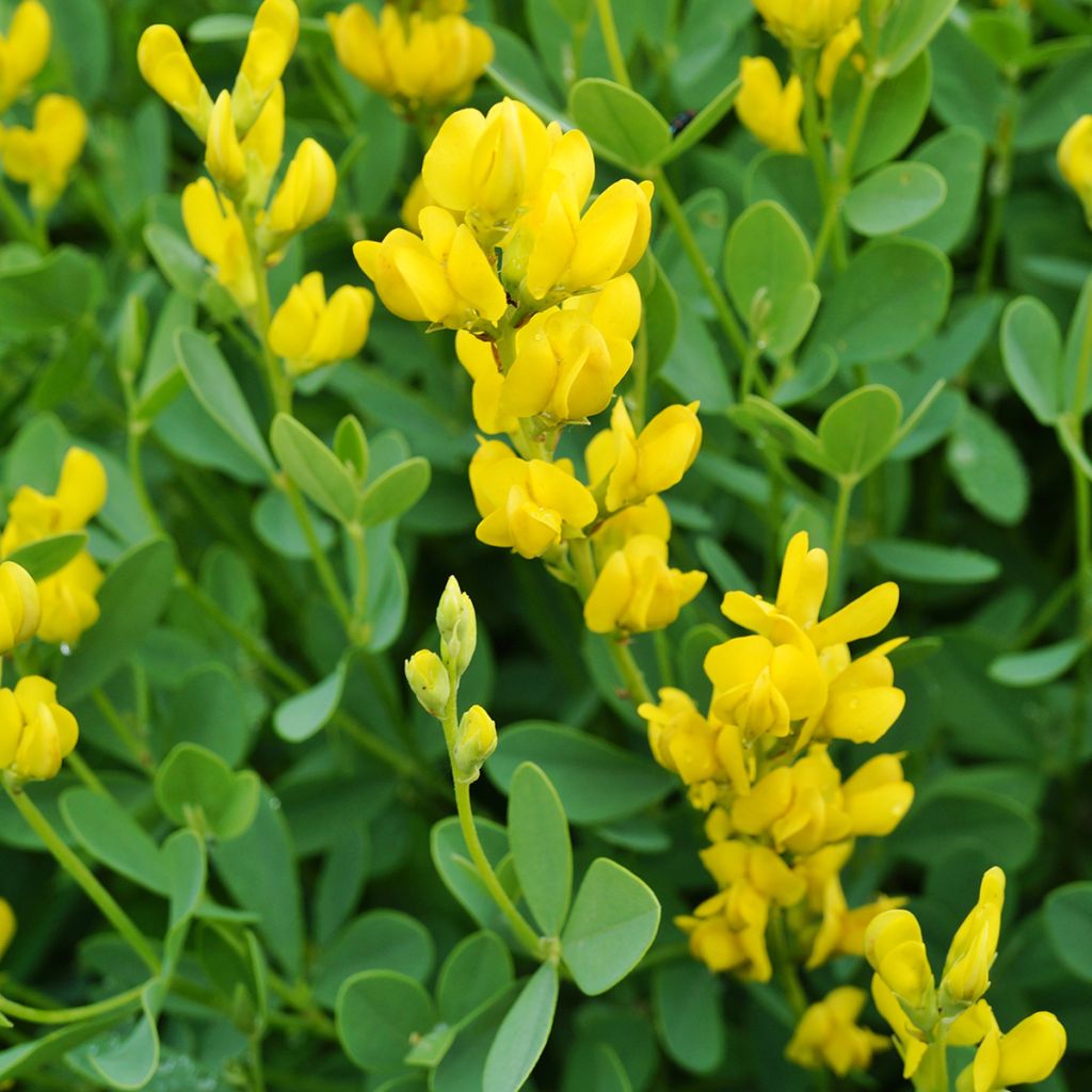 Baptisia sphaerocarpa - índigo amarillo