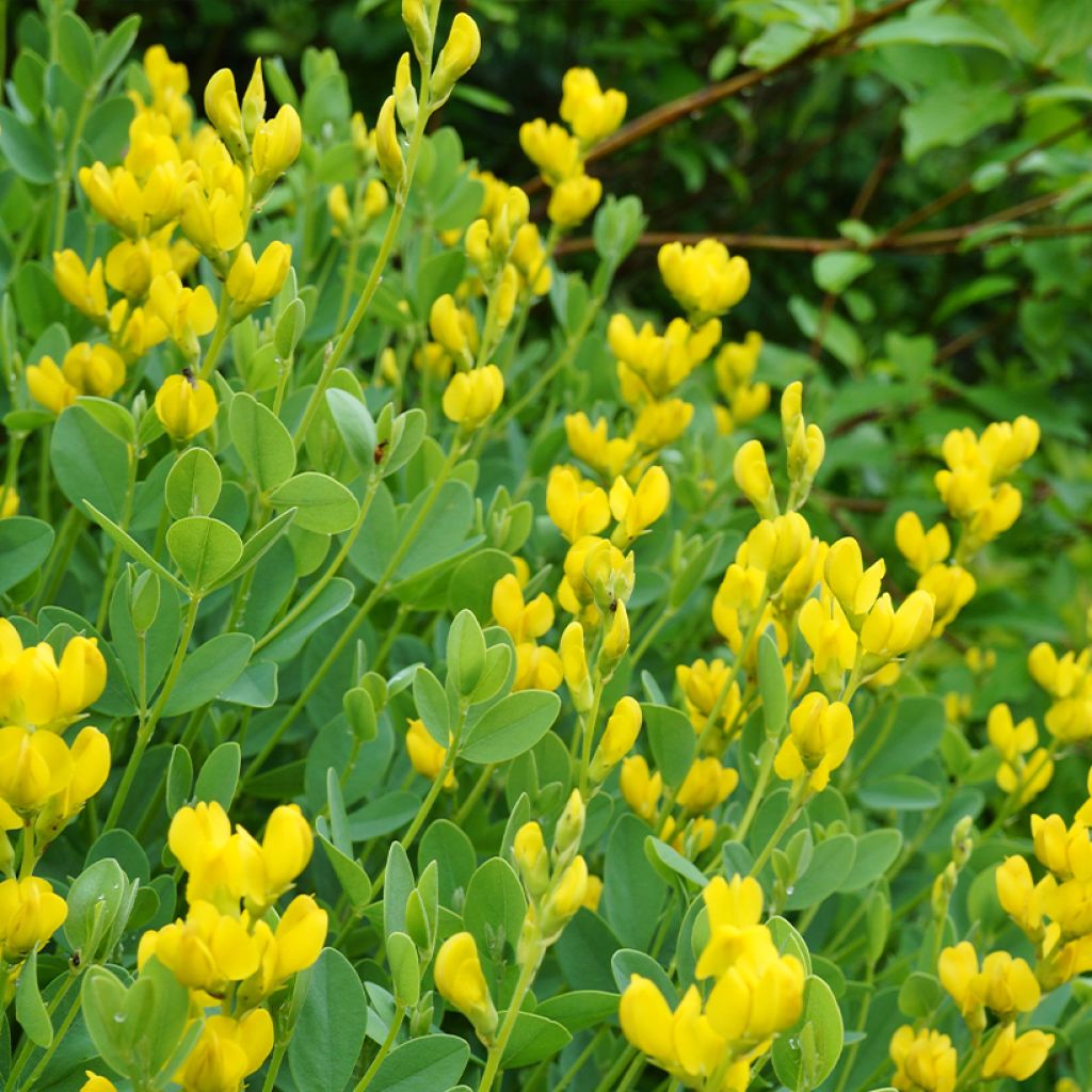 Baptisia sphaerocarpa - índigo amarillo