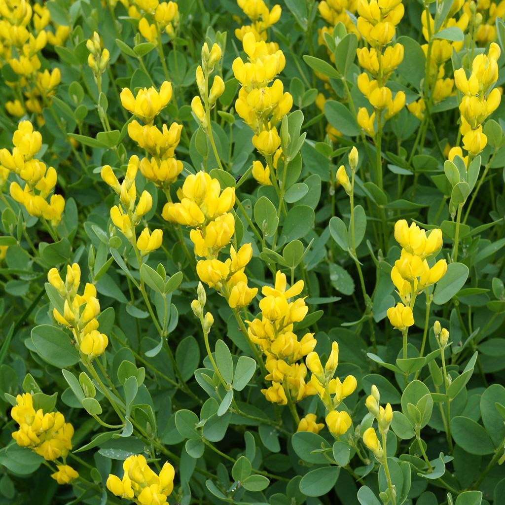 Baptisia sphaerocarpa - índigo amarillo