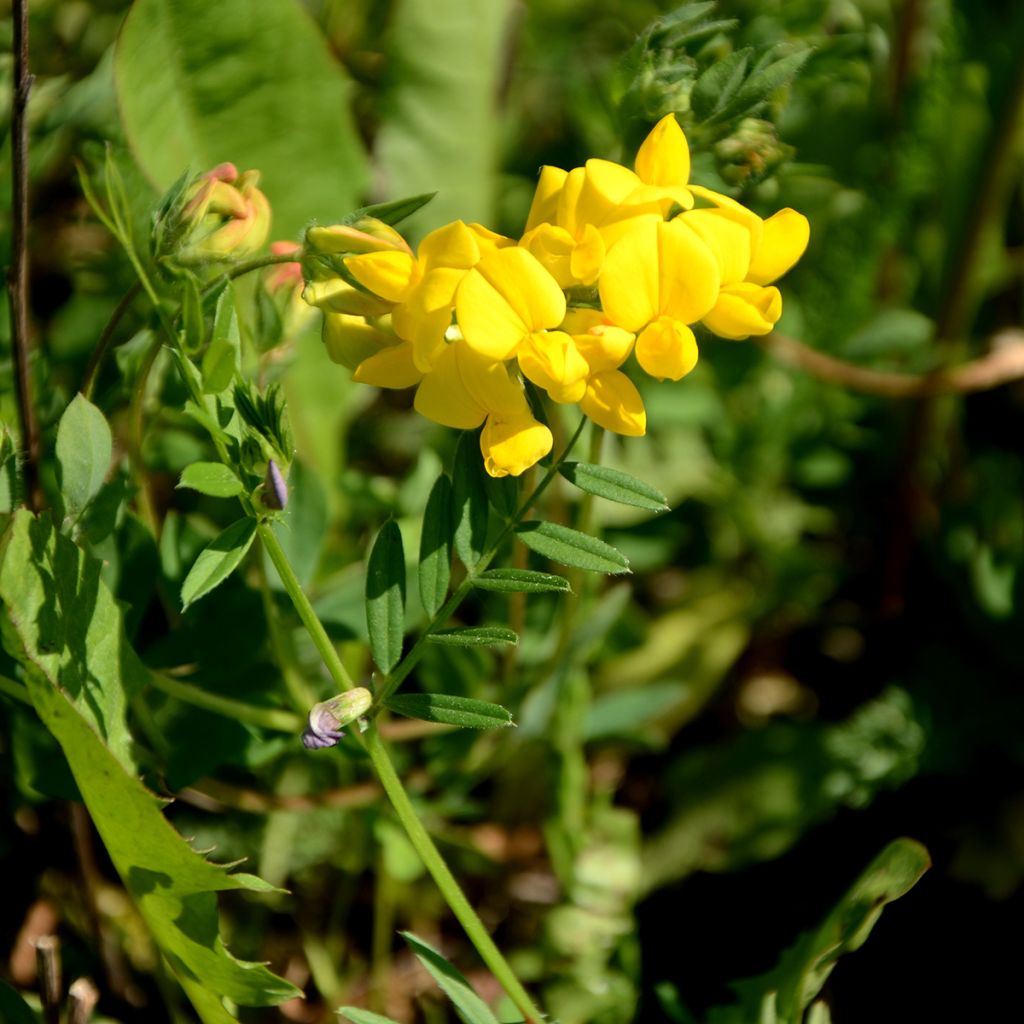 Baptisia tinctoria - Añil basto