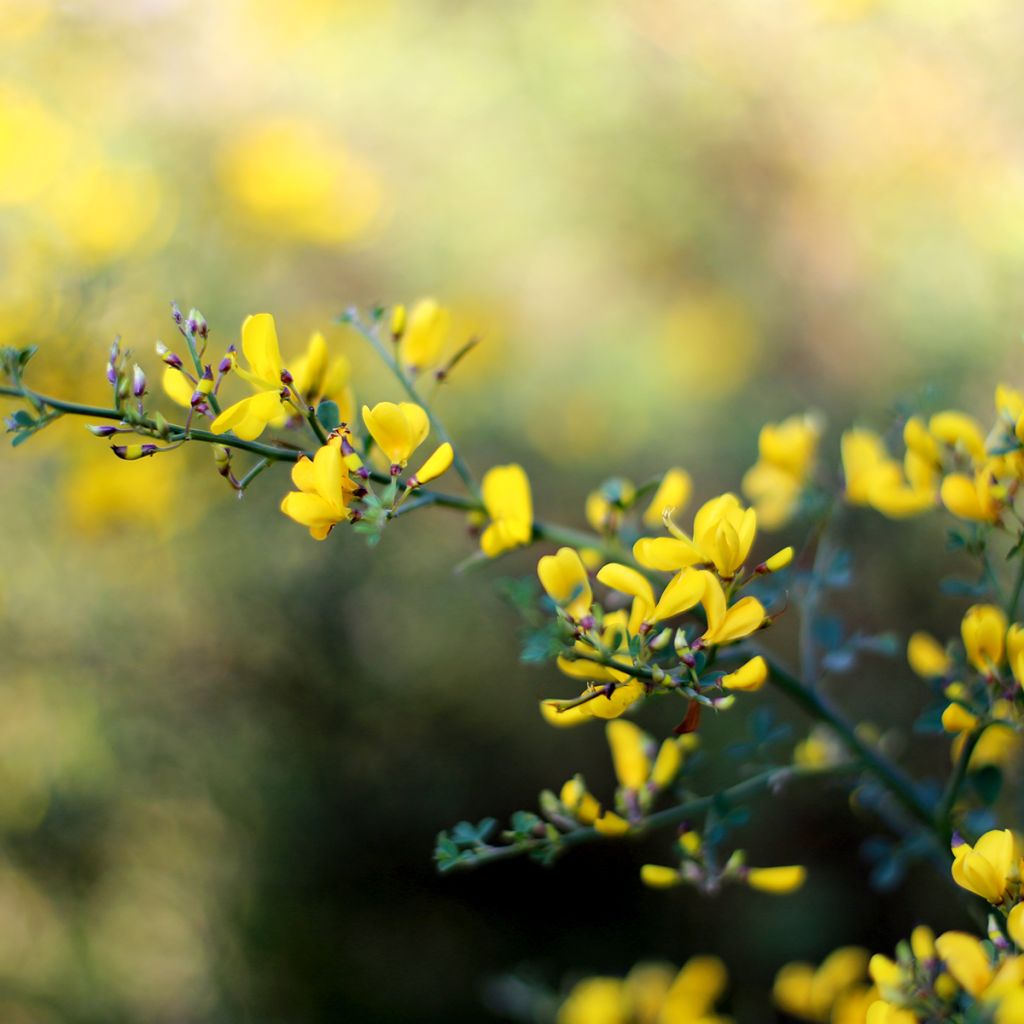 Baptisia tinctoria - Añil basto