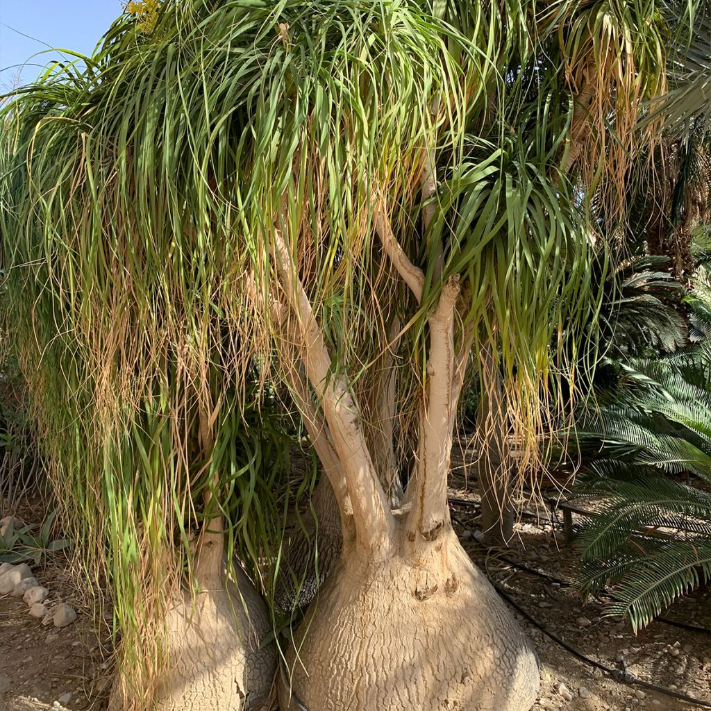 Beaucarnea recurvata - Arbre bouteille ou Pied d'éléphant 