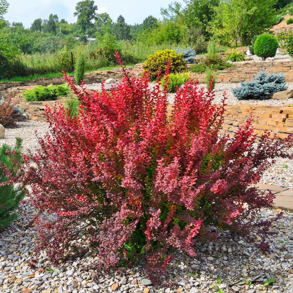 Agracejo japonés - Berberis thunbergii Red Rocket