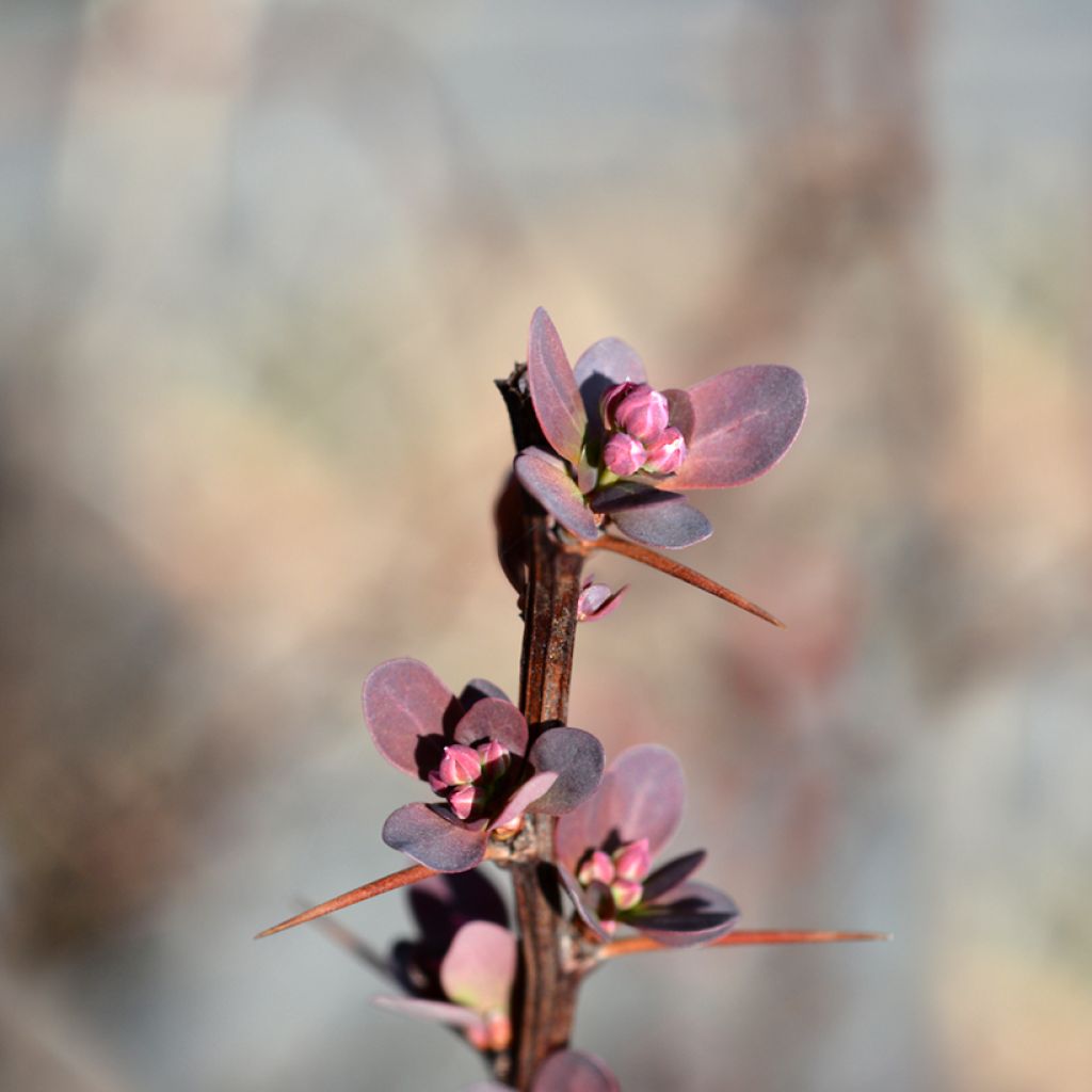 Agracejo japonés - Berberis thunbergii Red Rocket