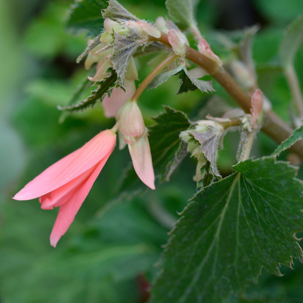 Begonia boliviensis San Francisco