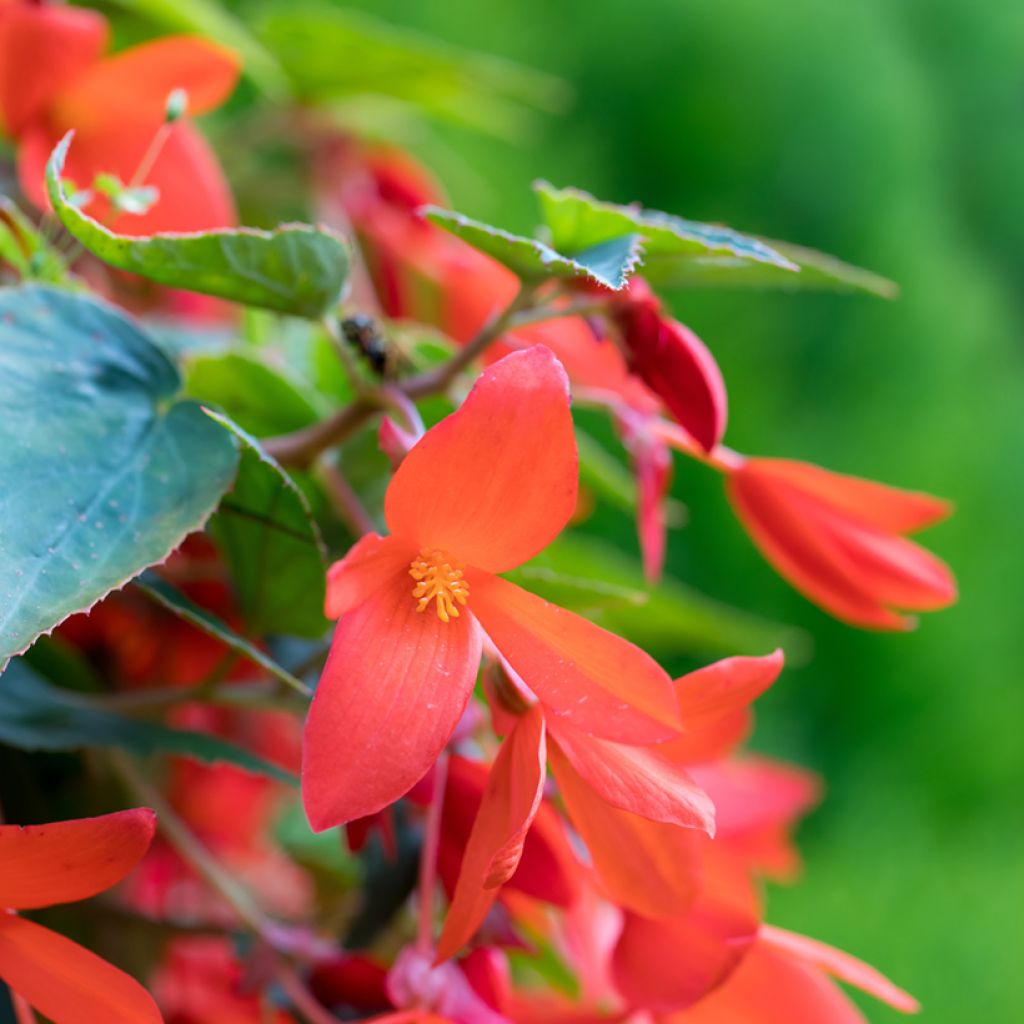 Begonia boliviensis Santa Cruz