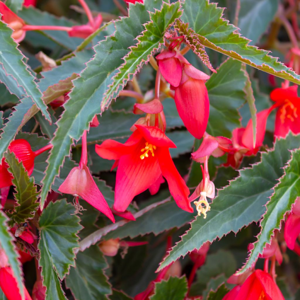 Begonia boliviensis Santa Cruz