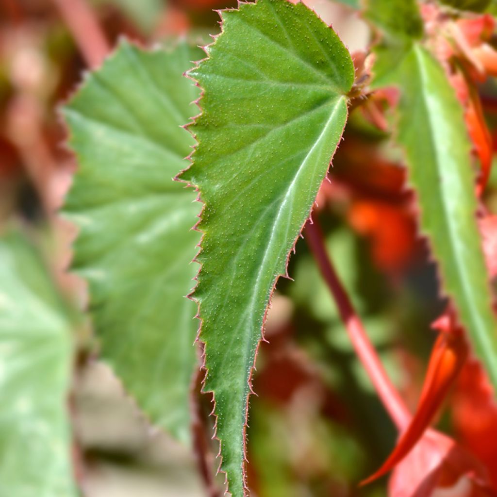 Begonia boliviensis Santa Cruz