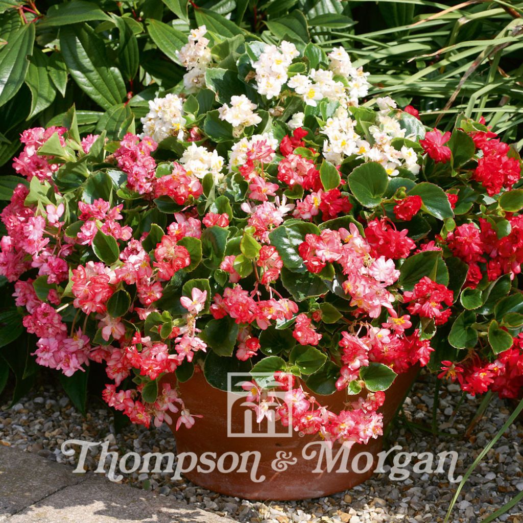 Graines de Bégonia Fairyland Mixed - Begonia x semperflorens