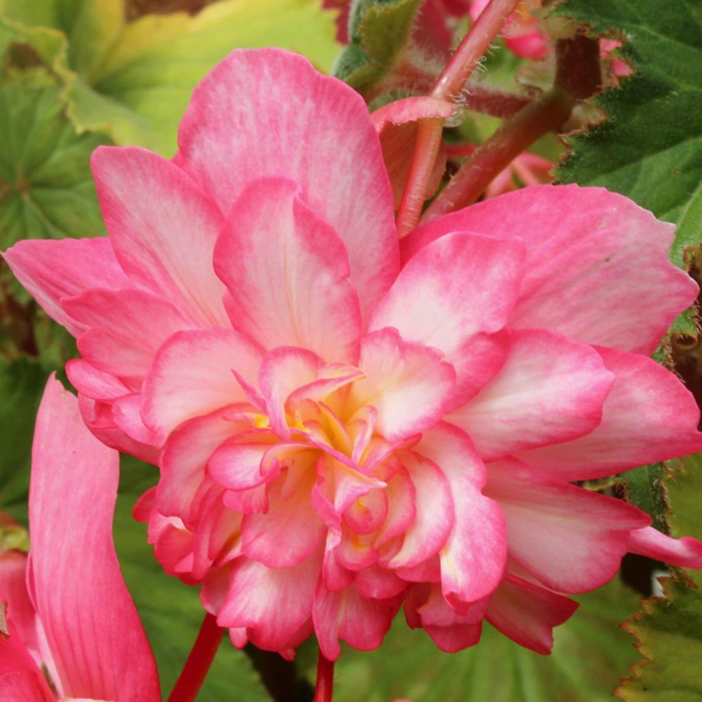 Begonia Pink Balcony - Begonia  retombant