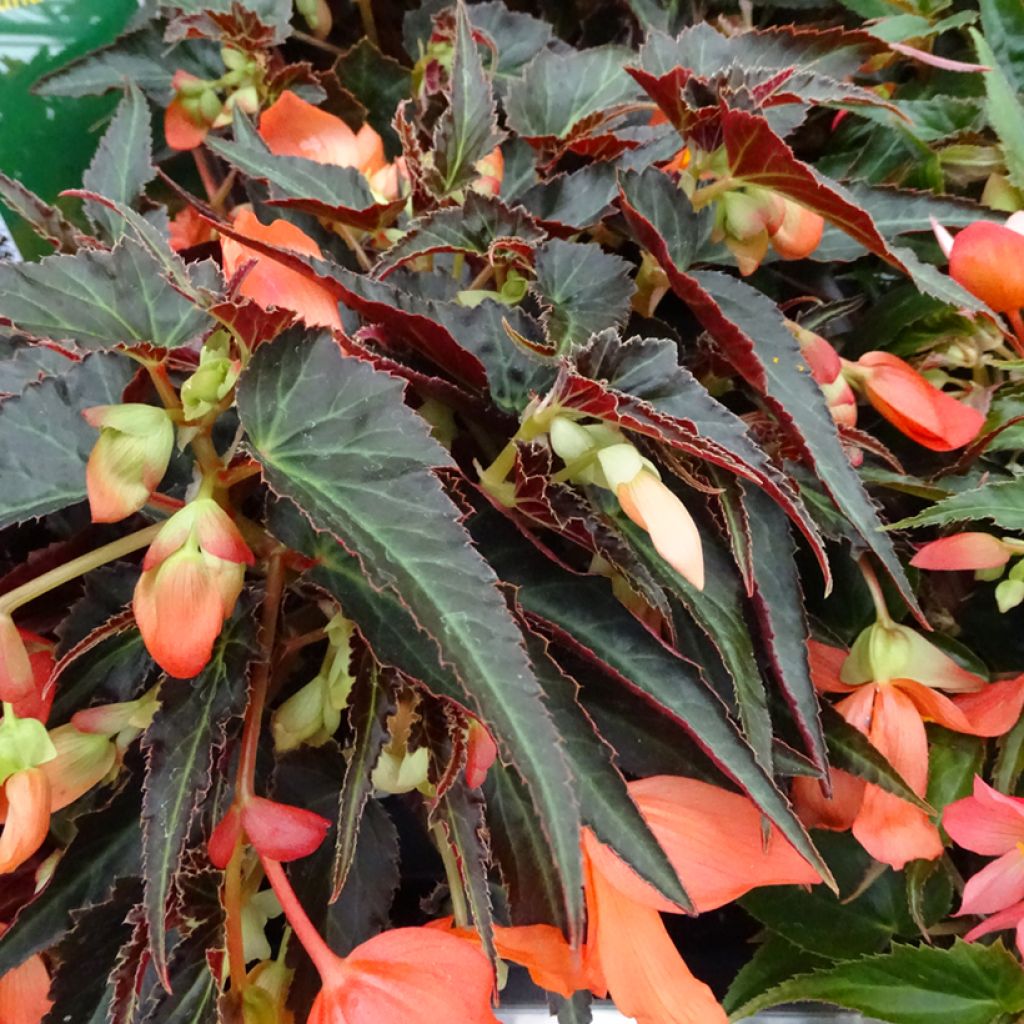 Begonia Summerwings Orange