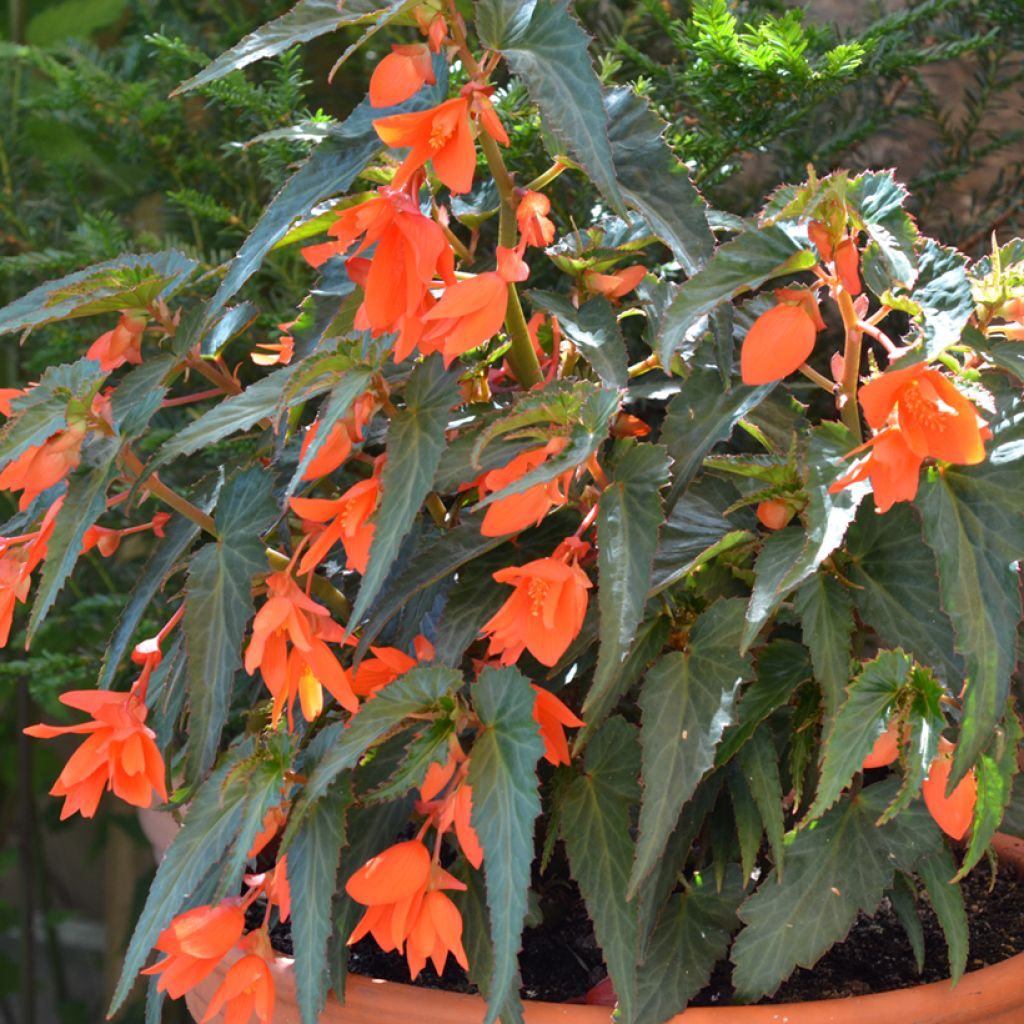 Begonia Summerwings Orange