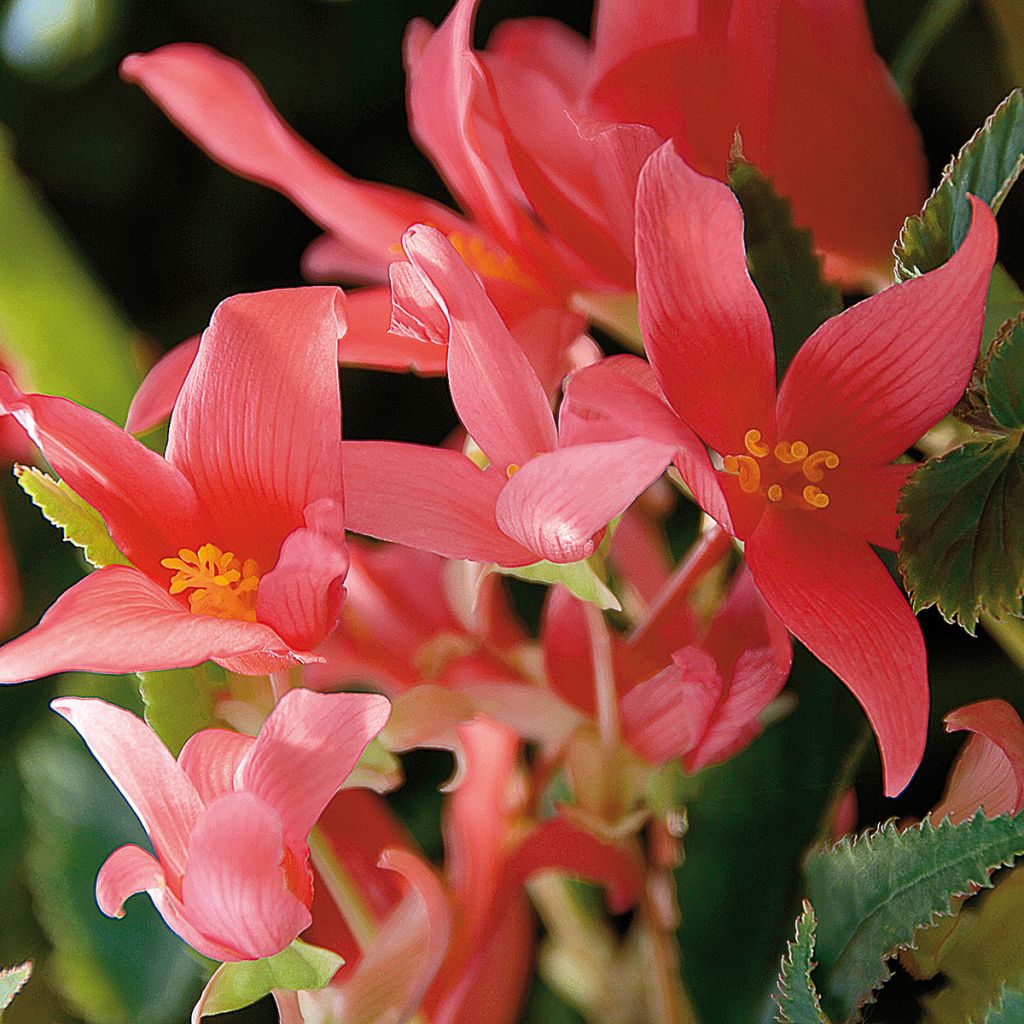 Begonia Summerwings Rose