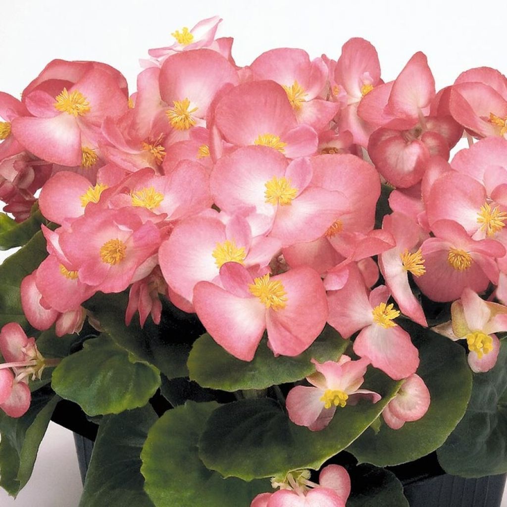 Begonia semperflorens Mascotte Bicolour Improved