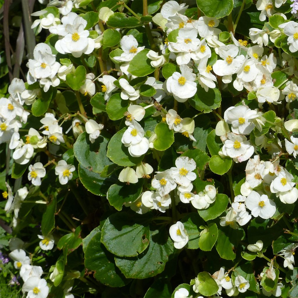 Bégonia semperflorens Super Olympia  blanc - Bégonia annuel à massif