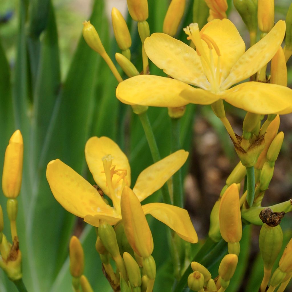 Belamcanda chinensis Hello Yellow