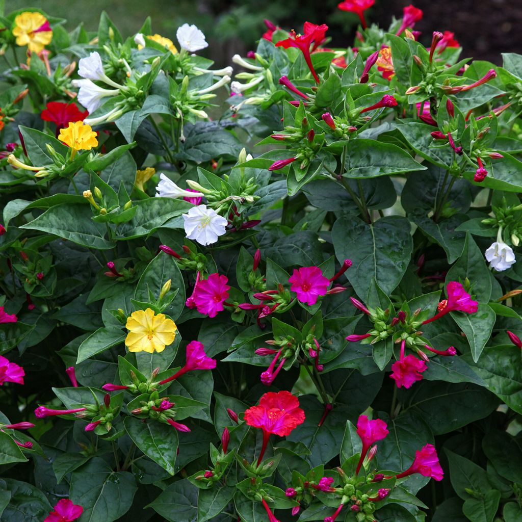 Belle de nuit - Mirabilis jalapa en mélange