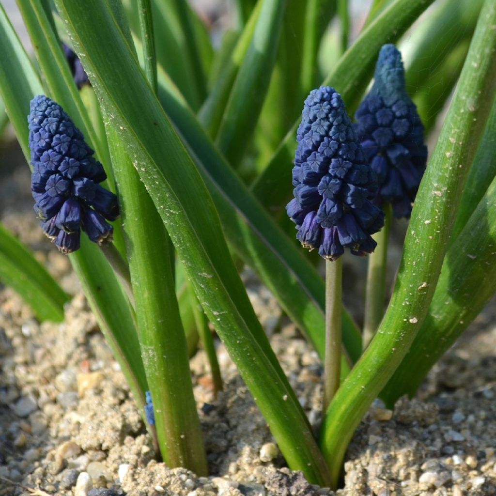 Bellevalia pycnantha - Muscari paradoxum