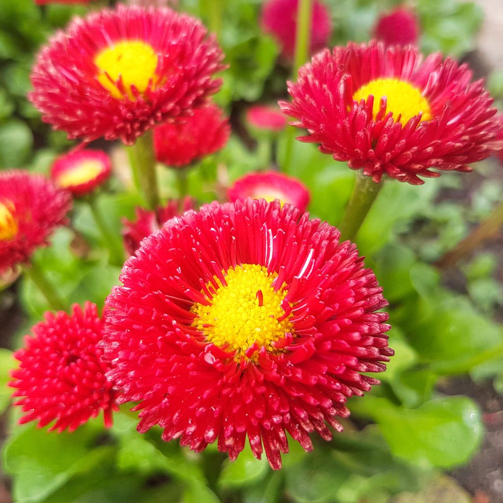 Bellis perennis Roode -  Pâquerette rouge