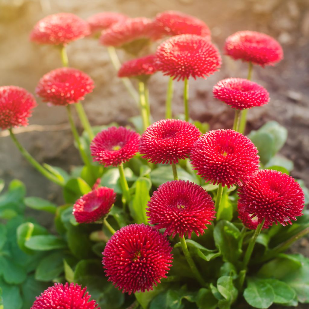 Bellis perennis Roode -  Pâquerette rouge