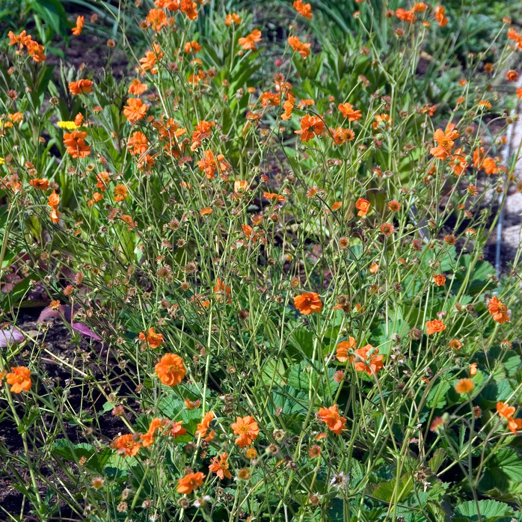 Geum chiloense Dolly North - Hierba del Clavo