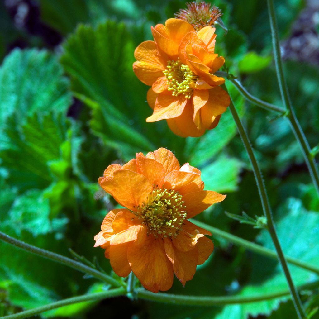 Geum chiloense Dolly North - Hierba del Clavo