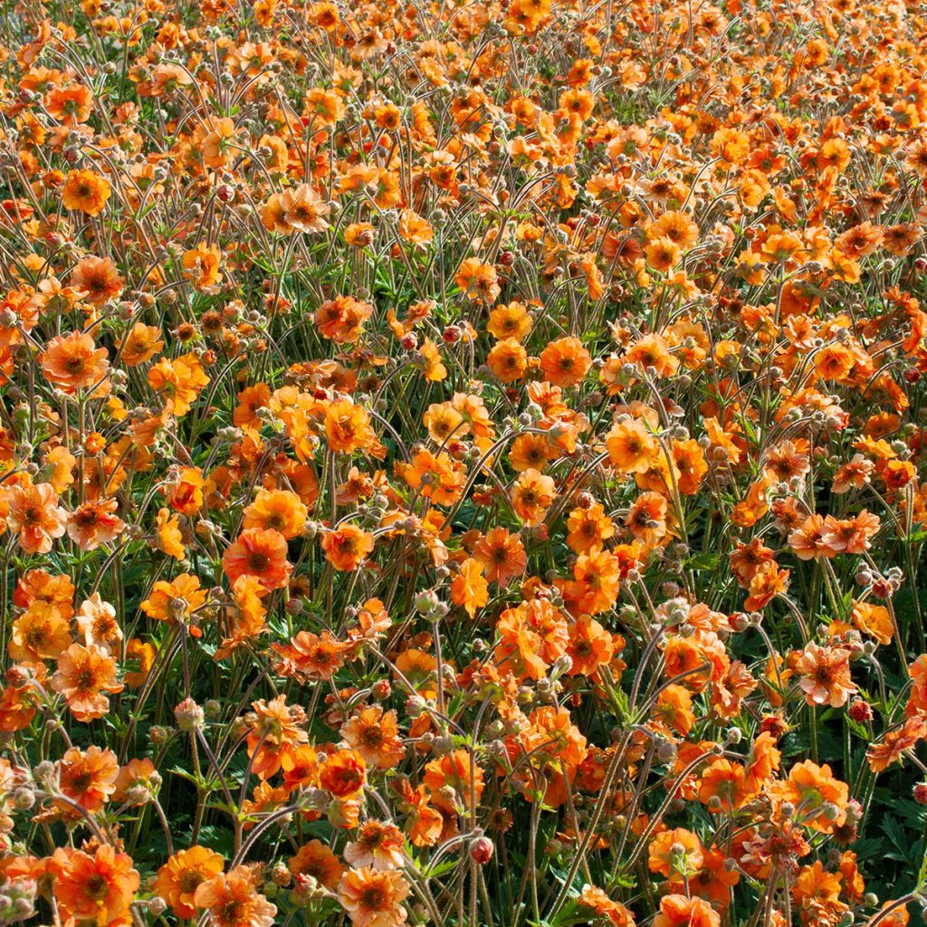 Geum Fire Storm - Hierba de San Benito