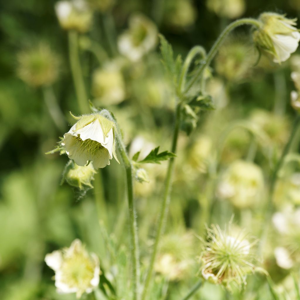 Geum rivale Album - Hierba de San Benito