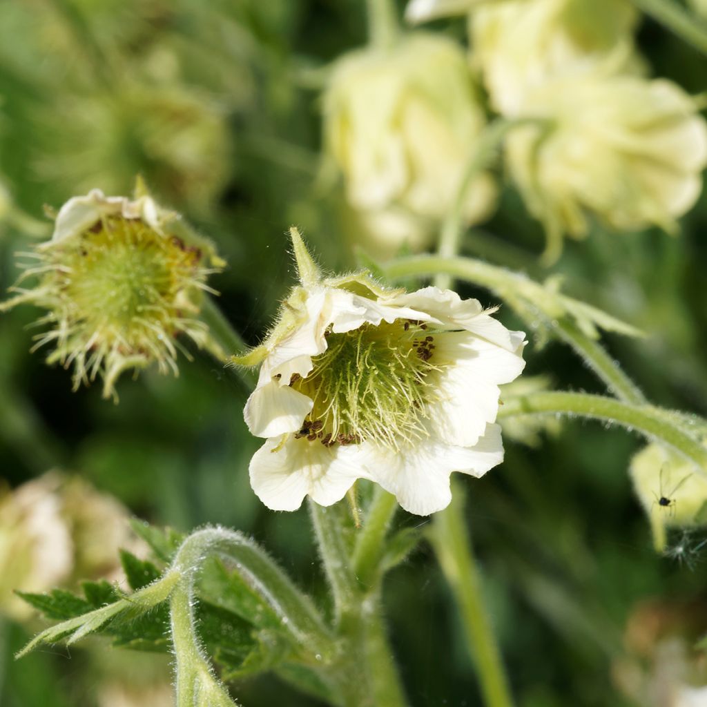 Geum rivale Album - Hierba de San Benito