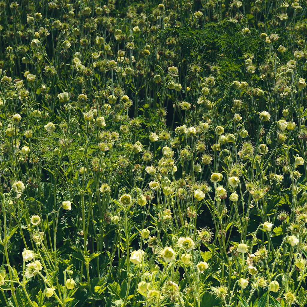 Geum rivale Album - Hierba de San Benito