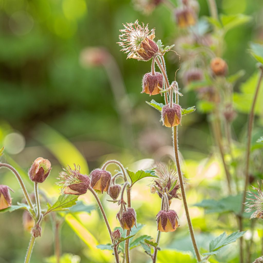 Geum rivale - Hierba de San Benito