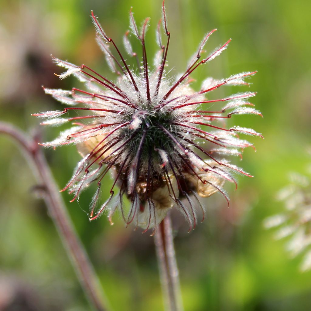 Geum rivale - Hierba de San Benito