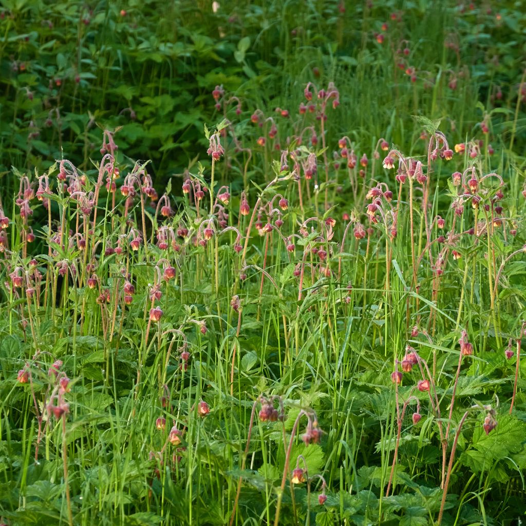 Geum rivale - Hierba de San Benito