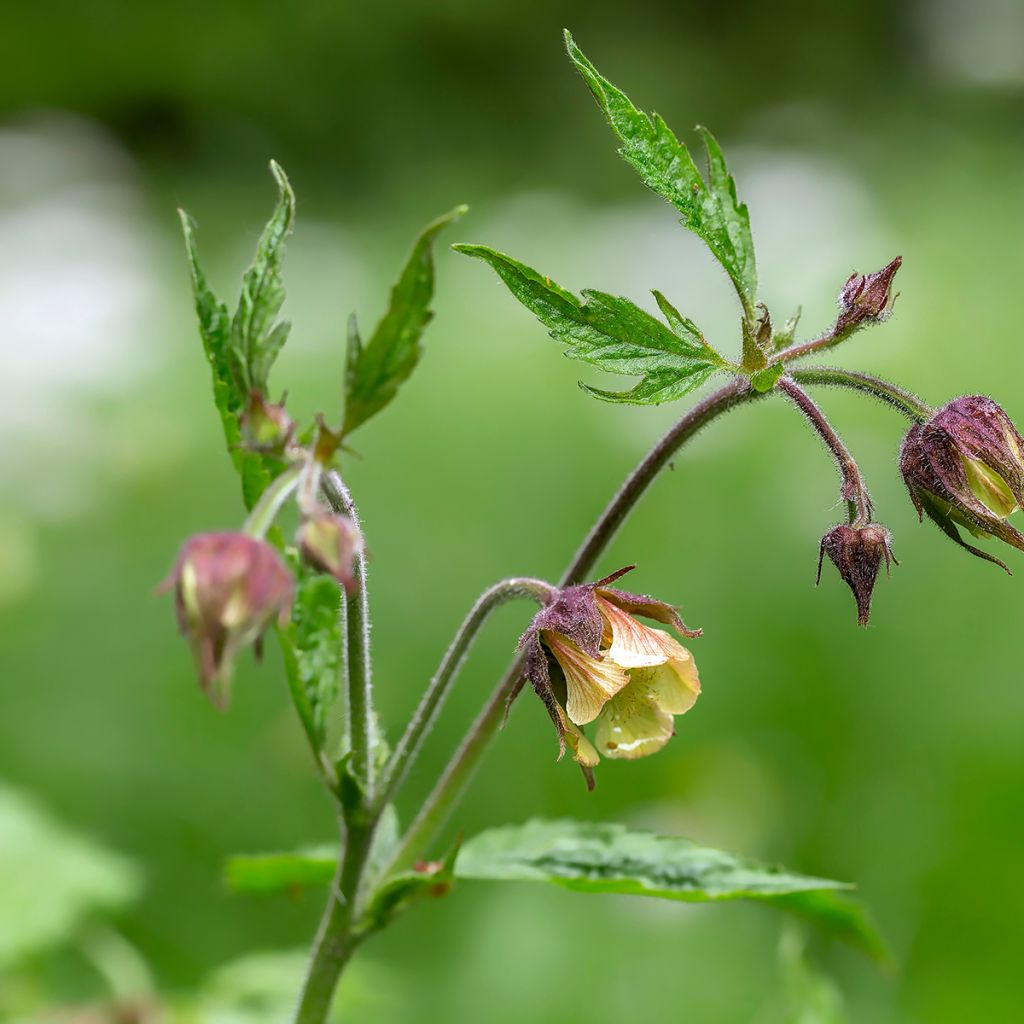 Geum rivale - Hierba de San Benito