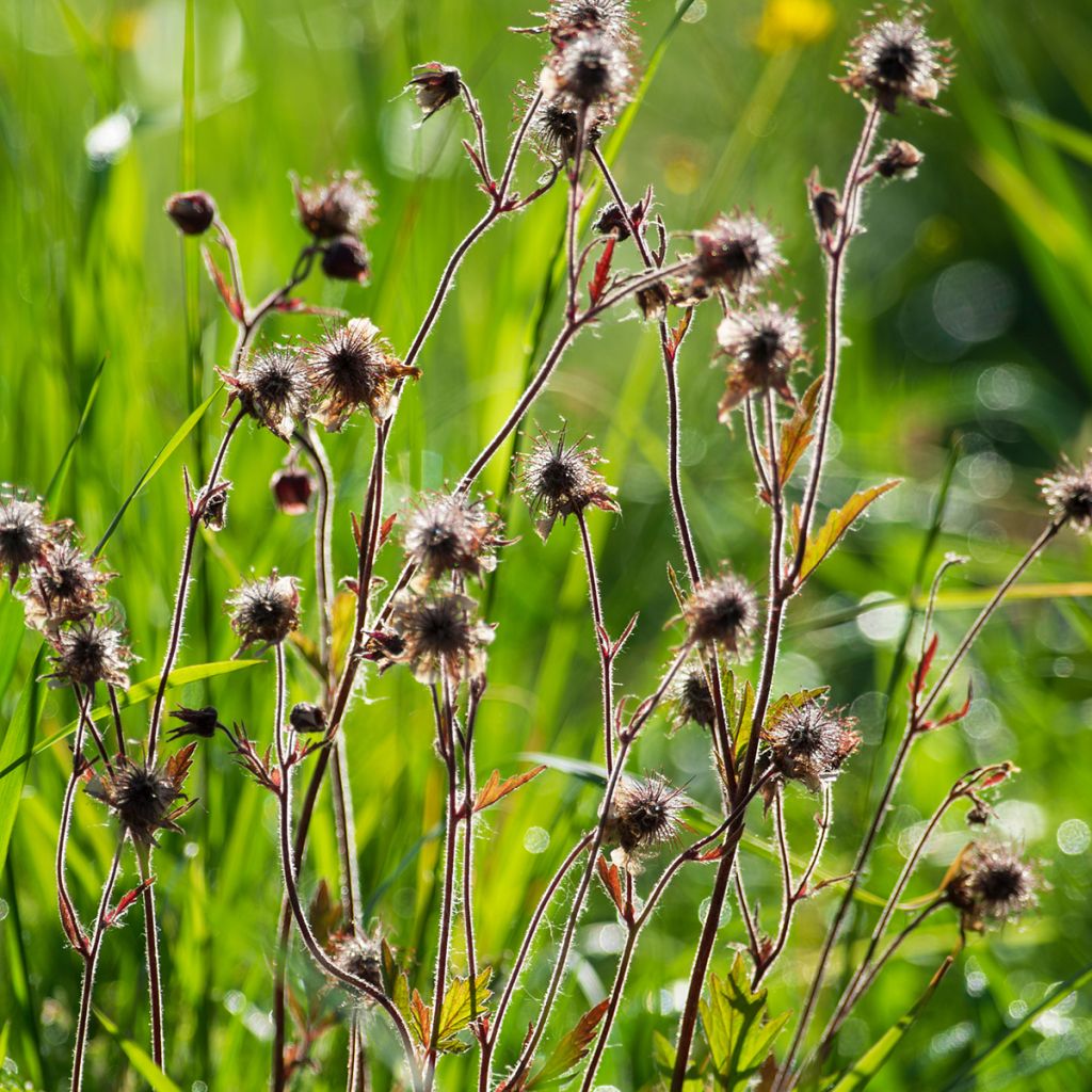 Geum rivale - Hierba de San Benito