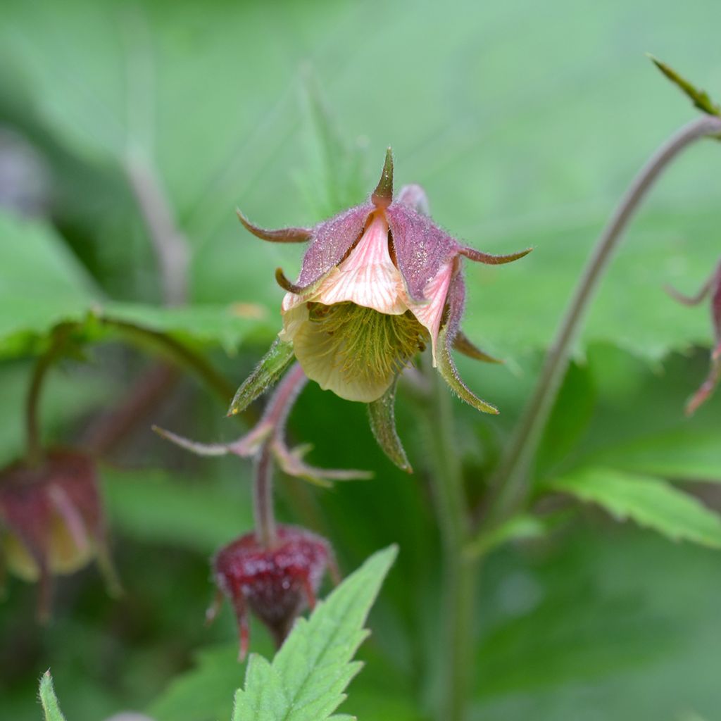 Geum rivale - Hierba de San Benito