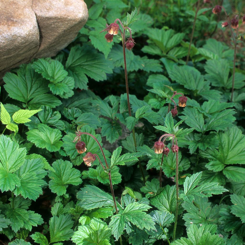 Geum rivale - Hierba de San Benito