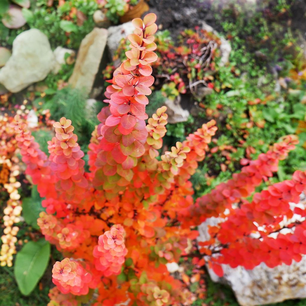 Agracejo japonés - Berberis thunbergii Orange Ice