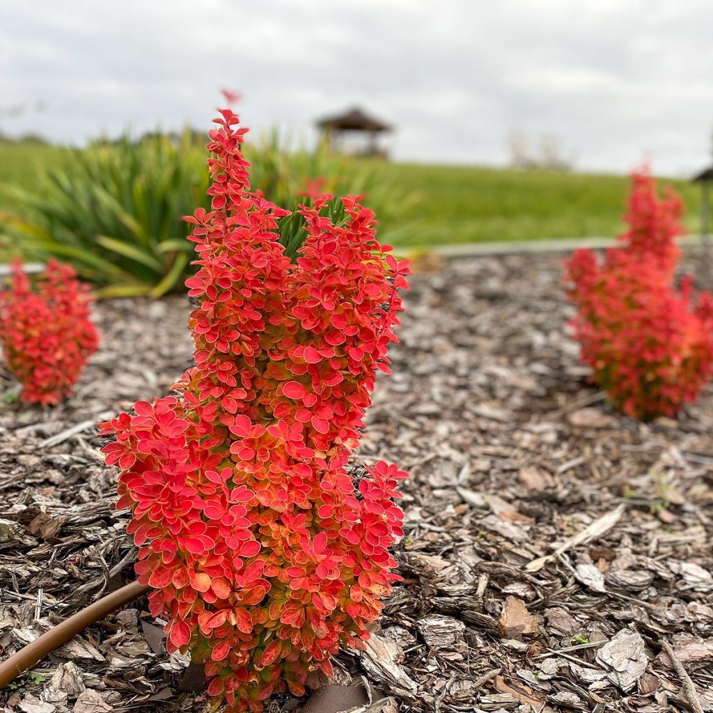 Agracejo japonés - Berberis thunbergii Orange Ice