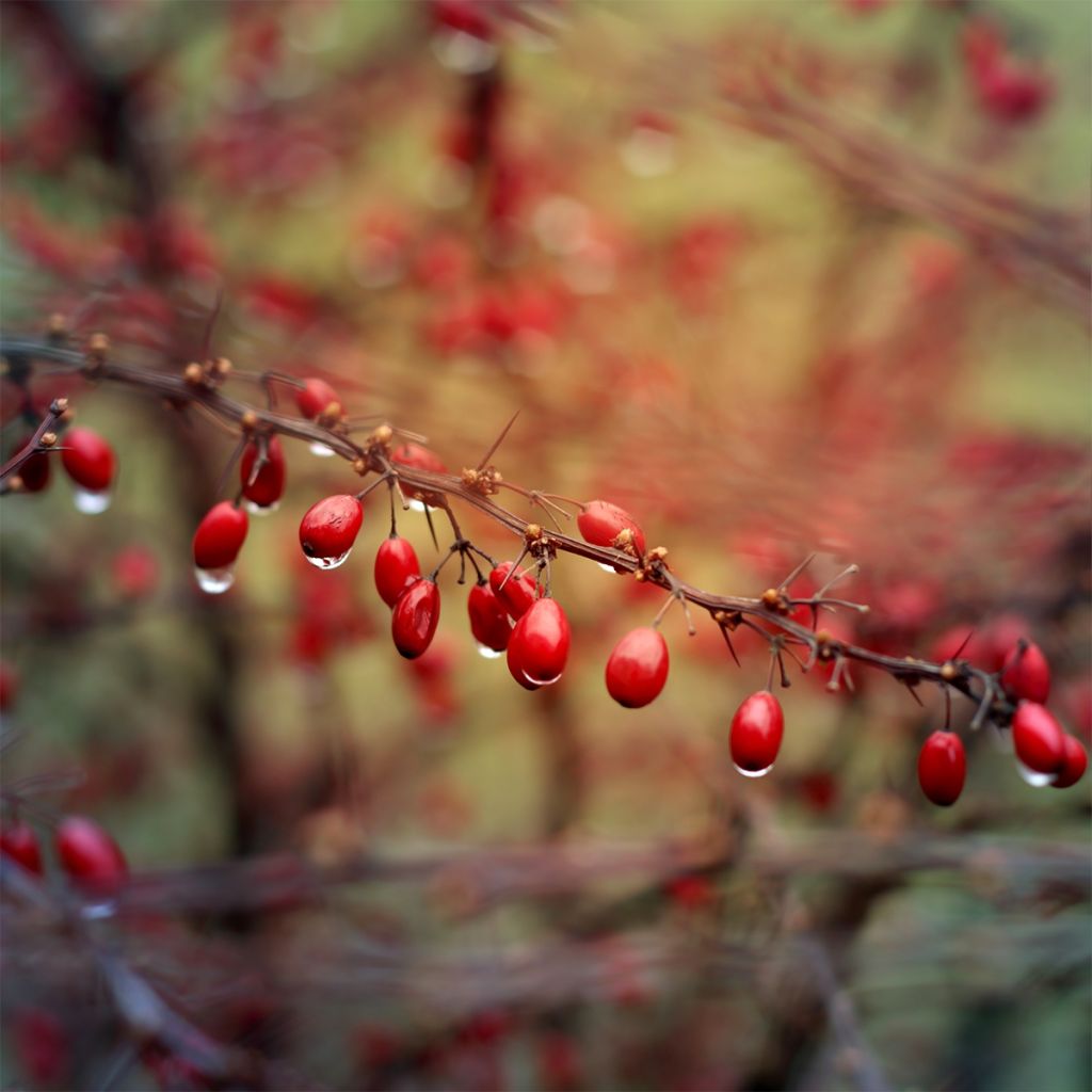 Agracejo japonés - Berberis thunbergii Orange Ice